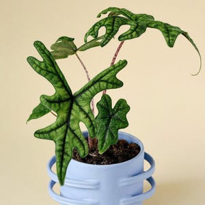 熱帯植物 ‼️希少‼️アロカシア ジャクリン バリエガータ Variegated