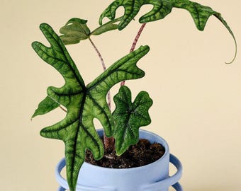 5 アロカシア シャントリエリ ピンク 斑入り 球根 珍しい 屋内