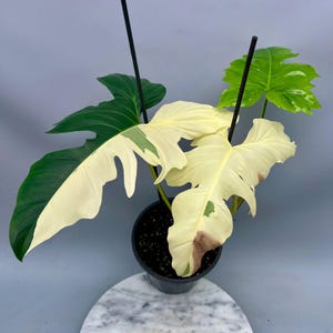 Philodendron golden dragon variegated - Etsy 日本