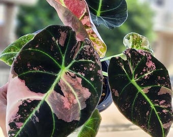 Alocasia cuprea pink var/ アロカシア クプレア ピンク Alocasia Cuprea Pink Variegated 4” – Rare Foliage Plant Co