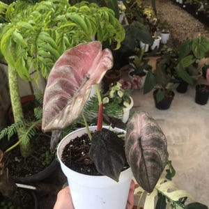 Alocasia cuprea - Etsy 日本