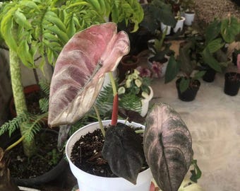 【芋】 アロカシア　ノビリス　斑入り　ピンク 芋】 アロカシア ノビリス 斑入り ピンク