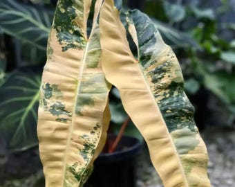 5 アロカシア シャントリエリ ピンク 斑入り 球根 珍しい 屋内