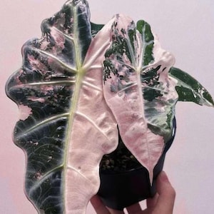 極斑入り アロカシア ノビリスピンク 極斑入り アロカシア ノビリスピンク Alocasia nobilis pink