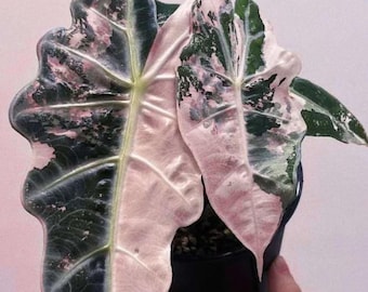 【小株】 アロカシア　ノビリス　斑入り　ピンク 芋】 アロカシア ノビリス 斑入り ピンク 芋】 アロカシア