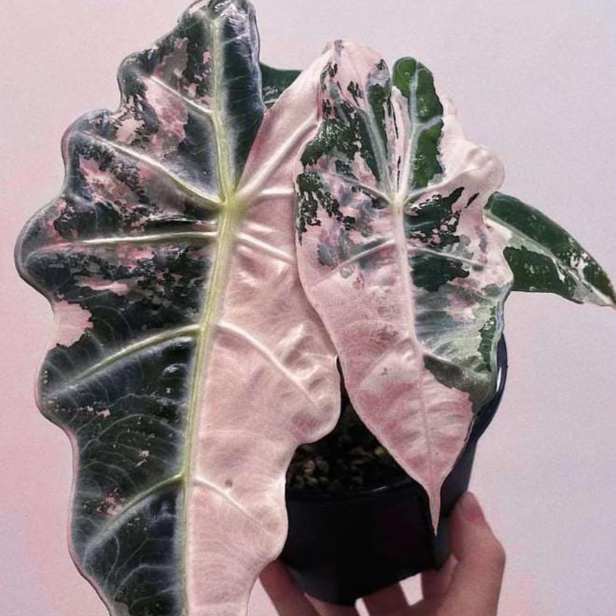 アロカシア ノビリス ピンク 極斑入り アロカシア ノビリスピンク Alocasia nobilis pink