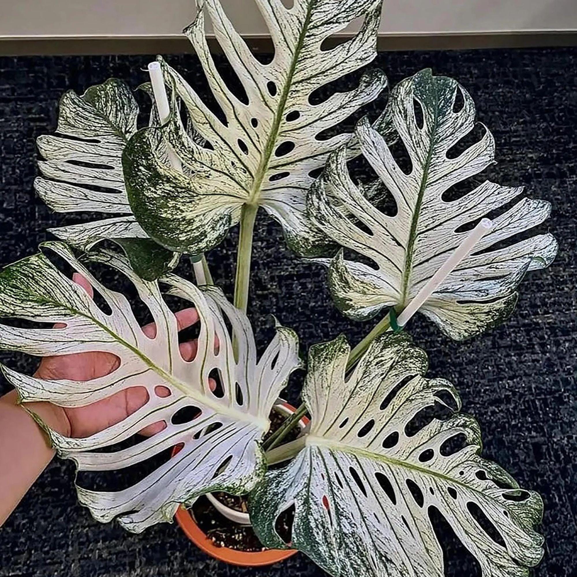 超貴重モンステラ デリシオーサ　デビル　モンスター Monstera devil monster - Etsy 日本