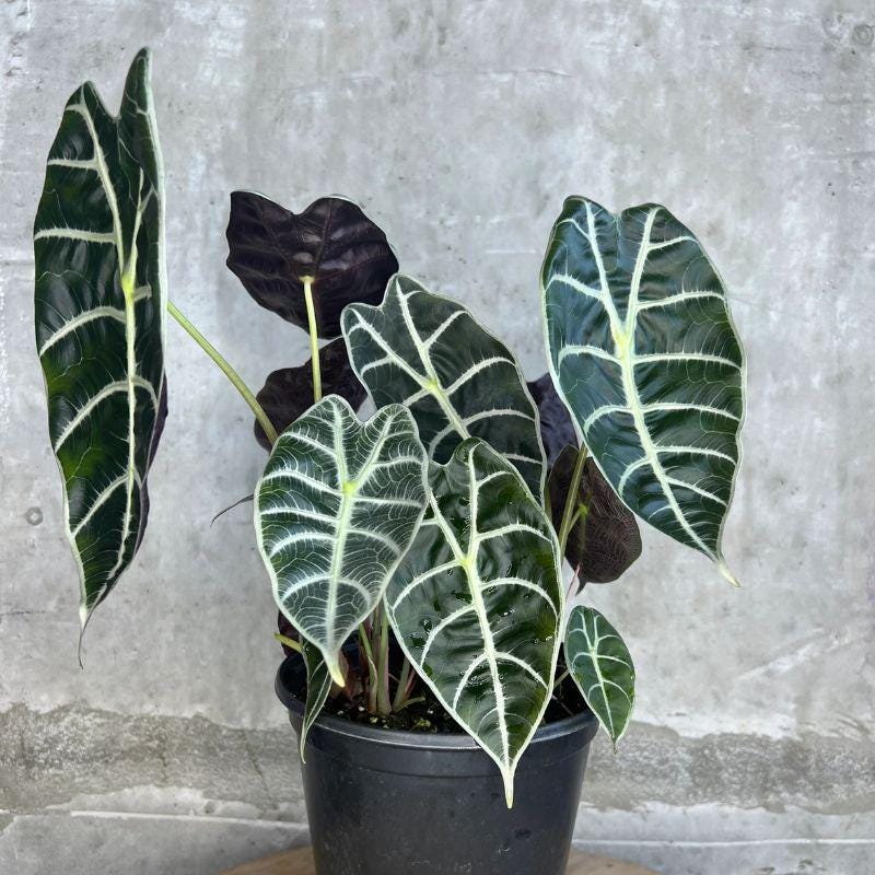 アロカシア ワトソニアナ 大株 楽天市場】アロカシア ワトソニアナ ブラック 観葉植物 珍しい