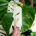 Rare Halfmoon Monstera Albo: Variegated Live Plant Cutting product logo