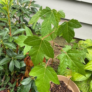May include: A young maple tree with vibrant green, lobed leaves and reddish stems is potted in a beige container. The plant is surrounded by other green foliage, including a bush with glossy leaves and a hosta plant.