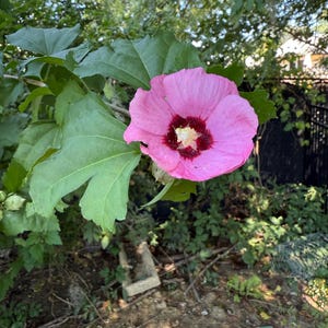 30 Cold Hardy Pink And White Hibiscus Bush Seeds— One Packet