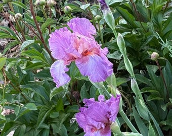 Fragrant Bearded Iris Plant- Live Rhizome In Pink and Purple
