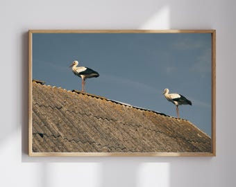Stork Photography Print, Vintage Style Bird Art (Digital Download)