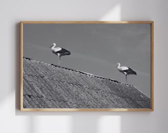 Storks on a Slanted Roof Photograph: Black and White Bird Print (Digital Download)