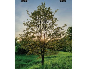 Tree from Liberec Rolled Poster: Sunset Nature Wall Art, Czech Landscape Photography Print