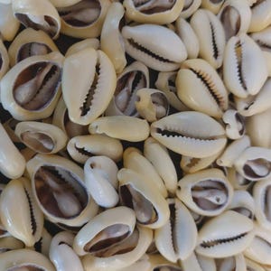 May include: A collection of numerous off-white cowrie shells, each featuring a smooth, rounded exterior and a central longitudinal opening with serrated edges. The shells are densely packed together, displaying their natural tan and brown interiors.