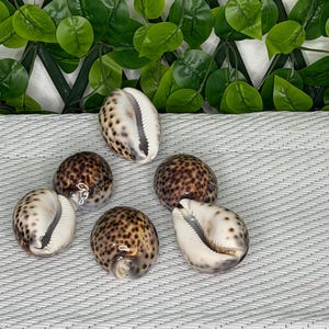 May include: A collection of five tiger cowrie shells, each featuring a smooth, glossy surface with a distinct pattern of dark brown spots on a cream-colored background. The shells are oval-shaped with a central longitudinal slit opening.