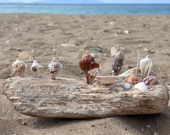 Handmade Driftwood and Seashell Nativity Scene: Coastal Christmas Decor with Shell Figures