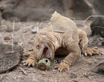 Galapagos Land Iguana with a Prickly Snack | The Ancient One | Galapagos Wildlife (Digital Download)