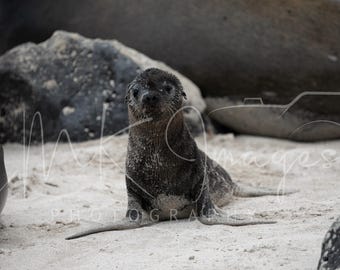 Galapagos Sea Lion Pup Photo Print: Coastal Nursery Decor (Digital Download)