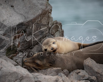 Sea Lion Pup Photo Print: Galapagos Coastal Wildlife (Digital Download)