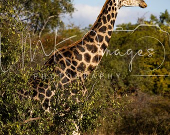 Giraffe  | Nature Landscape Wall Art | Zimbabwe Travel Decor |Digital Download