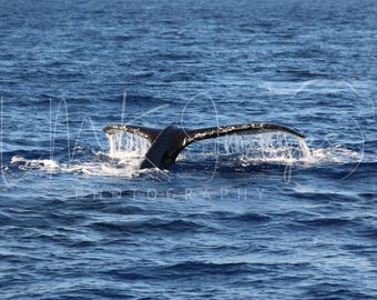 Humpback Whale Tail Print | Whale Fluke Wall Art | Ocean Photography (Digital Download)