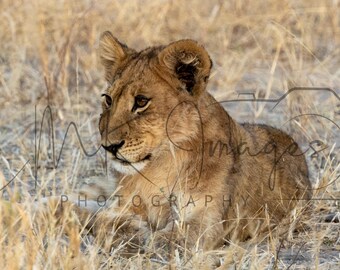 Lion Cub Portrait: Botswana Safari Photography, Nursery Wall Art (Digital Download)