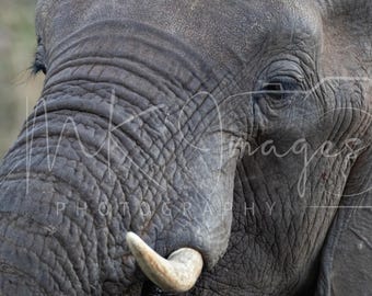 Majestic Elephant   | Nature Landscape Wall Art | Zimbabwe Travel Decor |Elephant Close Up | Digital Download