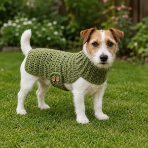 May include: A small dog with white and brown fur wearing a textured olive green crocheted jumper. The jumper features a ribbed neck and a side closure secured with two light brown wooden buttons, covering the back and chest area of the dog.