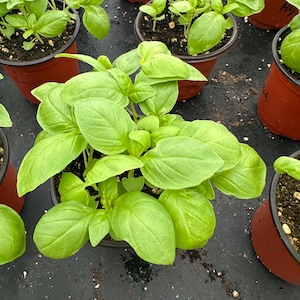 May include: Several small basil plants in brown plastic pots. The basil leaves are a vibrant green color, and the plants are in various stages of growth. The pots are arranged on a dark surface, likely in a greenhouse or nursery setting.