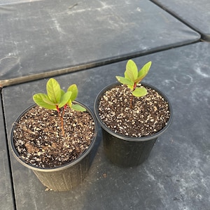 Pianta viva di guava (vaso da 1 gallone)