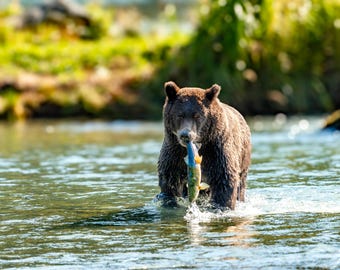 アラスカのヒグマの鮭狩りのファインアートプリント