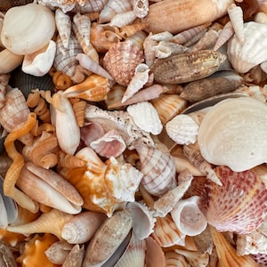 May include: A collection of various seashells in shades of white, beige, tan, and orange. The assortment includes spiral-shaped shells, bivalves, and cone-shaped shells of different sizes and textures, densely packed together in a single layer.