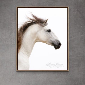 Horse Photography White Andalusian Stallion Print - “White Stallion Runs”
