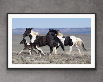 Wild Horse Photography Wild Black and White Pinto Horses Print - “Gadriel’s Family Runs”