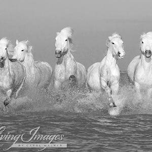 Wild Horse Photography White Camargue Horses Print Camargue Horses Running image 4