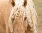 Wild Horse Photograph Corona Comes Close Wild Horse Equine Print Sand Wash Basin Corona Wild Horse Home Decor Palomino Stallion
