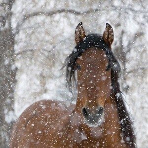 Horse Photography Bay Andalusian Horse Falling Snow Print Snow Stallion image 4