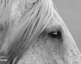 Wisdom in His Eyes - Fine Art Wild Horse Photograph - Wild  Horse - Fine Art Print - Onaqui - Wild Horse - Gandalf