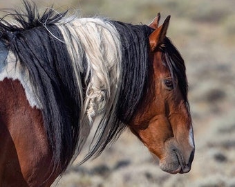 Proud Painted Stallion Close Up - Fine Art Wild Horse Photograph - Wild Horse - Fine Art Print - Stewart Creek - Wild Pinto Stallion