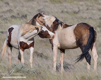 Painted Friends - Fine Art Wild Horse Photograph - Wild Horse - Tonkawa - McCullough Peaks