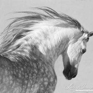 Horse Photography Dappled Gray Andalusian Stallion Print Spanish Stallion Tosses His Head image 4