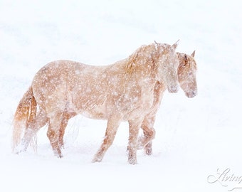 Spring Blizzard - Fine Art Wild Horse Photograph - Wild Horse - Snow - Cremello Colts