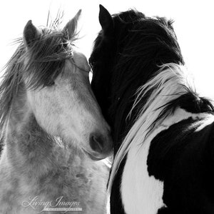 Wild Horse Photography Wild Pinto Stallion Washakie Print Two Wild Stallions image 4