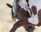Picasso Strikes II - Fine Art Wild Horse Photograph - Wild Horse - Picasso - Sand Wash Basin - Fine Art Print