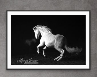 black /& white fine art print of a little foal Wild horses photography