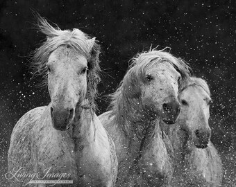 White Stallion in the Waves Fine Art Horse Photograph | Etsy