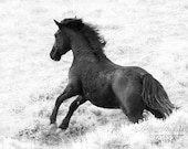 Wild Horse Photography Wild Black Stallion Runs Wild Horse Wall Art Equine Art Print Great Divide Basin Wild Stallion