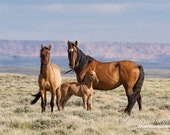 Wild Horse Family Stands - Fine Art Wild Horse Photograph - Wild Horse - Great Divide Basin